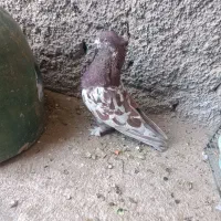 کهنه کفتر