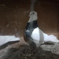 جوان کفتر نر