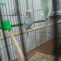 یک  جفت مرغ عشق بالغ|پرنده|فولادشهر, B2|دیوار