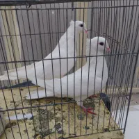 کبوتر کشیده خوش استایل|پرنده|ایذه, |دیوار