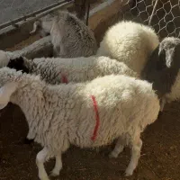 بره ماده سبک  قوچ چاق و  بز چاق