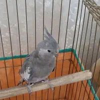 عروس هلندی