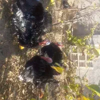 فردش بوقلمون|حیوانات مزرعه|رزن, |دیوار