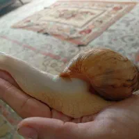 حلزون آچاتینا آلبینو