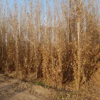 نهال و درخت تبریزی