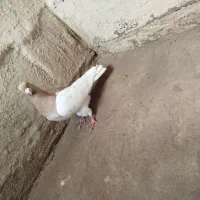 کفتر|پرنده|ایزدخواست, |دیوار
