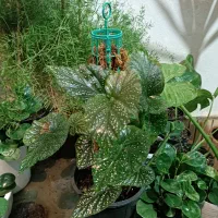 گلخونه خونگی همه مدل گل قیمت مناسب|گل و گیاه طبیعی|گنبد کاووس, |دیوار