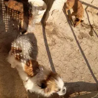 سگ پاکوتاه|سگ|سمنان, |دیوار