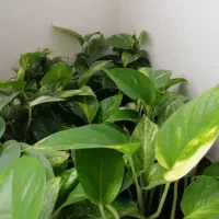 گل پتوس|گل و گیاه طبیعی|کیاشهر, |دیوار