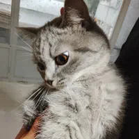 واگذاری گربه نژاد میکس ماده