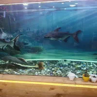 پنکوسی شکاری ورتیل