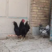 مرغ و خروس گلین