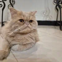 جفت گیری پرشین نر