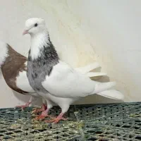 طوقی و گرده دار