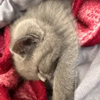 واگذاری گربه اسکاتیش بریتیش