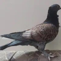 جوجه کبوتر بلژیکی طاووسی زینتی