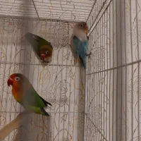 عروس کوتوله با جوجه|پرنده|مشهد, شهرک مهرگان|دیوار