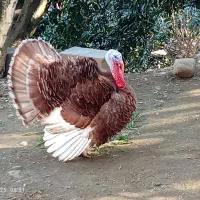 فروش بوقلمون