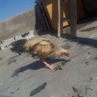 لاری|حیوانات مزرعه|رباط‌کریم, شترخوار|دیوار