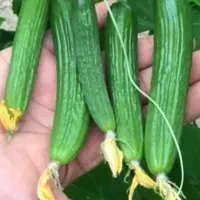 خیار ریز