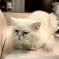 گربه پرشین|گربه|بهشهر, |دیوار