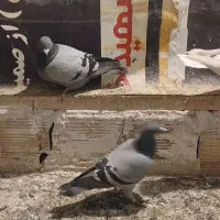 کبوتر|پرنده|تبریز, |دیوار