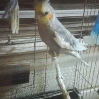 عروس هلندی