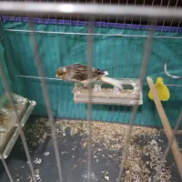 پرنده قناری نرمست