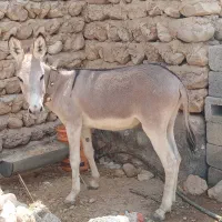 فروش کره الاغ نر 1سالو نیم رهوار