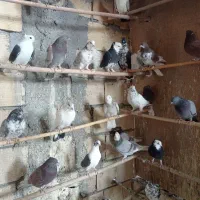 کبوتر پرشی همه خالی|پرنده|قم, سرحوض|دیوار