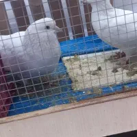 کبوتر سفید دم سیاه پرشی