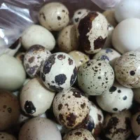 تخم خوراکی بلدرچین