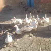 قاز فروشی هرعدد ۱۵۰۰تومن مرغ محلی لاری فروش