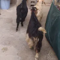 بره و بزغاله