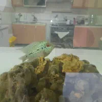 اکواریوم با ماهی|ماهی|مهاباد (آذربایجان غربی), |دیوار