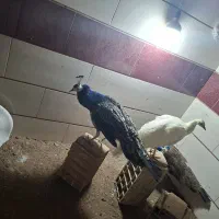 طاووس|حیوانات مزرعه|قزوین, |دیوار