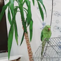 طوطی ملنگو نر  سه ماهه|پرنده|اهواز, کوی پلیس|دیوار