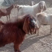 دو عدد نربزغاله پاکستانی