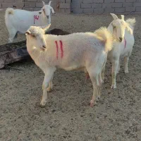 بزتک چین شده سانن|حیوانات مزرعه|درمیان, |دیوار