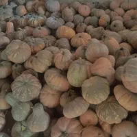 کدو انجیری درجه یک به صورت کلی و جزئی بسیار خوشمزه|خوردنی و آشامیدنی|آستانه اشرفیه, |دیوار