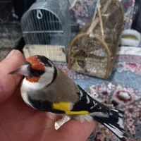 سهره درشت کردستان|پرنده|باوی, |دیوار