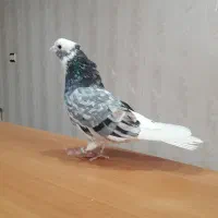 یه جفت کبوتر هما دهنجور تضمینی