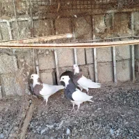 ۳ کفتر طوقی کلایی زرند