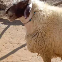 یک عددقوچ سنجابی|حیوانات مزرعه|اسلامآباد غرب, |دیوار