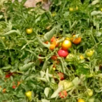 نیازمند خاور برای کارخانه رب