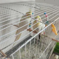 مرغ عشق عروس هلندی صحبتی ودستی|پرنده|گلبهار, شهر جدید گلبهار|دیوار