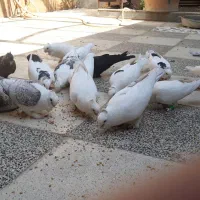 کبوتر زینتی|پرنده|اهواز, بهارستان|دیوار