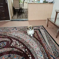 سگ نر شیتزو ۳ماهه