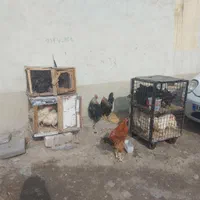 فروش مرغ خروس قربانی ارسال فوری تهران|حیوانات مزرعه|تهران, کن|دیوار