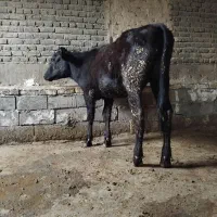 گوساله ماده فرانسوی